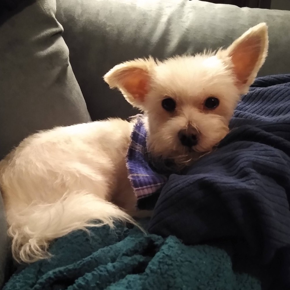 Meet your Posher, Posh